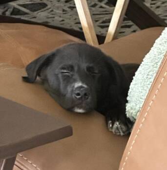 Boots -  Labrador Retriever and Border Collie Dog for Adoption in Mckinney, Texas - Boots | PetCurious