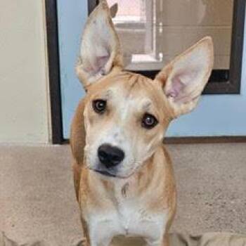 Peaches -  Boxer and American Staffordshire Terrier Dog for Adoption in Green Valley, Arizona - Peaches | PetCurious