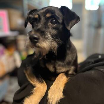Anna -  Schnauzer and Dachshund Dog for Adoption in Eastsound, Washington - Anna | PetCurious