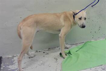 CESAR -  German Shepherd Dog and Mixed Breed Dog for Adoption in Houston, Texas - CESAR | PetCurious
