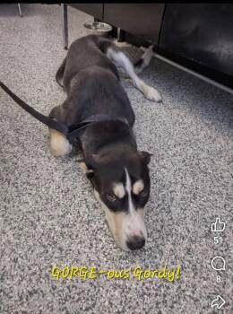GORGEous Gordy -  Mixed Breed and Husky Dog for Adoption in Stanton, Kentucky - GORGEous Gordy | PetCurious
