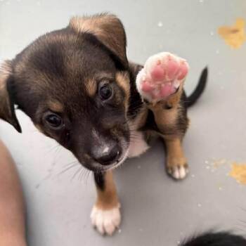 Chihuahua and Terrier Dogs Available for Adoption in Carmel Hamlet, New York - Cash | PetCurious