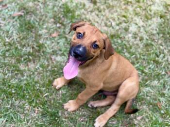 Reggie (watch video) -  Hound and Black Mouth Cur Dog for Adoption in Lucedale, Mississippi - Reggie (watch Video) | PetCurious
