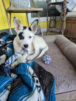 Jasper -  Siberian Husky Dog for Adoption in Sumter, South Carolina - Jasper | PetCurious