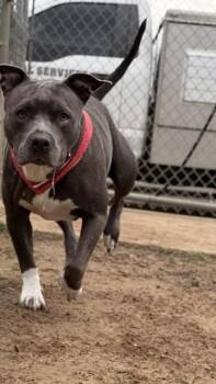 Lovey -  Pit Bull Terrier Dog for Adoption in Minneapolis, Minnesota - Lovey | PetCurious