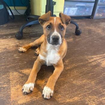 Labrador Retriever and Shepherd Dogs Available for Adoption in New York, New York - Stag | PetCurious