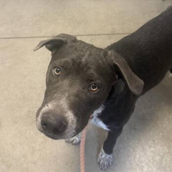 Nylo -  Pit Bull Terrier and Australian Cattle Dog Blue Heeler Dog for Adoption in Rifle, Colorado - Nylo | PetCurious