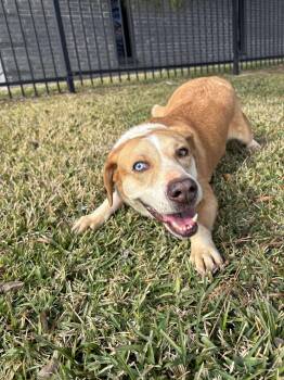 Hound Dogs Available for Adoption - Flo | PetCurious