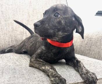 Iron -  Labrador Retriever and Mixed Breed Dog for Adoption in Hawk Point, Missouri - Iron | PetCurious
