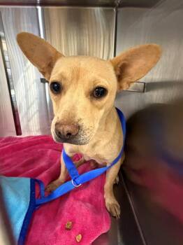 LOLA -  Chihuahua and Mixed Breed Dog for Adoption in Chula Vista, California - LOLA | PetCurious