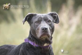 American Staffordshire Terrier and Mixed Breed Dogs Available for Adoption - 91087a Haylee | PetCurious
