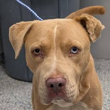 Donovan -  Mixed Breed Dog for Adoption in Greenville, South Carolina - Donovan | PetCurious