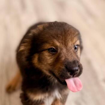 Birch -  Wheaten Terrier and Mixed Breed Dog for Adoption in Green Bay, Wisconsin - Birch | PetCurious