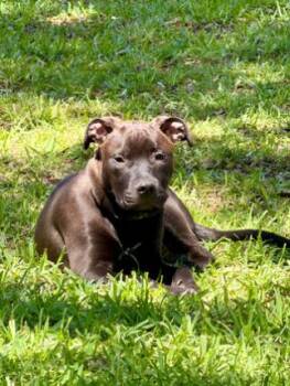 King --Courtesy Post. Out of town pet. See below for details-- -  Pit Bull Terrier Dog for Adoption in Eagle, Idaho - King --Courtesy Post. Out Of Town Pet. See Below For Details-- | PetCurious