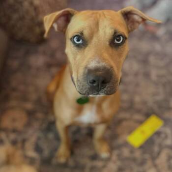 Layla Ray -  Catahoula Leopard Dog and Mixed Breed Dog for Adoption in Abbotsford, British Columbia - Layla Ray | PetCurious