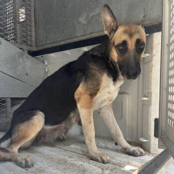 Mrs. Pricklepants -  Shepherd Dog for Adoption in Edinburg, Texas - Mrs. Pricklepants | PetCurious
