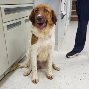 Wallace -  Labrador Retriever and Mixed Breed Dog for Adoption in Fairfax, Virginia - Wallace | PetCurious