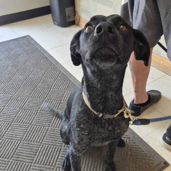 Mixed Breed Dogs Available for Adoption in Davenport, Iowa - Booyah! | PetCurious