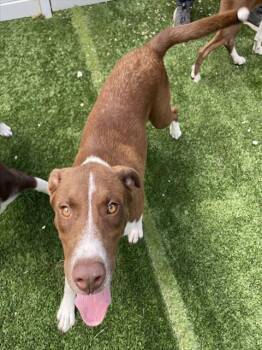COWBOY -  Mixed Breed Dog for Adoption in Palmetto, Florida - COWBOY | PetCurious