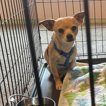 Phineas -  Chihuahua and Mixed Breed Dog for Adoption in Tacoma, Washington - Phineas | PetCurious