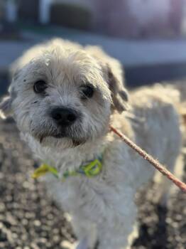 Rescue Mixed Breed Dogs for Adoption in Othello, Washington - Zillow: RIDGE DOG IN TRAINING @ LOCAL PRISON | PetCurious