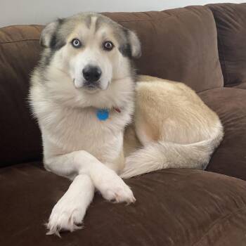 Husky and Great Pyrenees Dogs Available for Adoption in Statesboro, Georgia - Kenobi | PetCurious