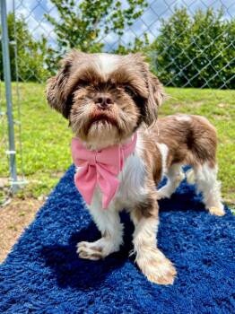 Shih Tzu and Mixed Breed Dogs Available for Adoption in Cape Coral, Florida - Eira | PetCurious