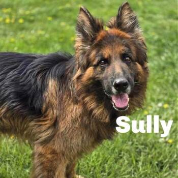 Rescue German Shepherd Dog Dogs for Adoption in Gladstone, Michigan - Sully 250423 | PetCurious