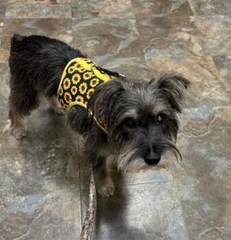 Brooke - Your perfect lapdog -  Terrier and Scottish Terrier Dog for Adoption in Houston, Texas - Brooke - Your Perfect Lapdog | PetCurious