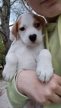 Basset Hound Dogs Available for Adoption in New London, Wisconsin - Whiskey | PetCurious
