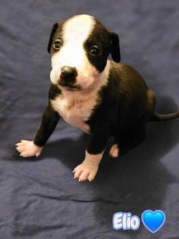 American Staffordshire Terrier Dogs Available for Adoption in Holly Springs, North Carolina - Elio- Stormie Litter | PetCurious