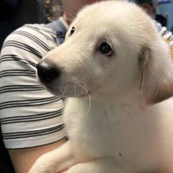 Great Pyrenees and Labrador Retriever Dogs Available for Adoption in Austin, Texas - Lilac | PetCurious