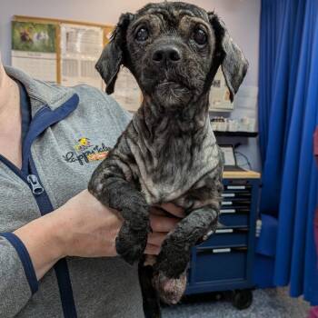 Cece -  Mixed Breed Dog for Adoption in Greenville, Pennsylvania - Cece | PetCurious