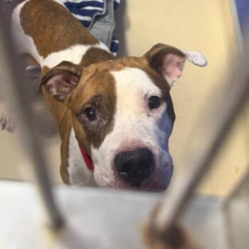 Lovie -  Mixed Breed Dog for Adoption in Philadelphia, Pennsylvania - Lovie | PetCurious