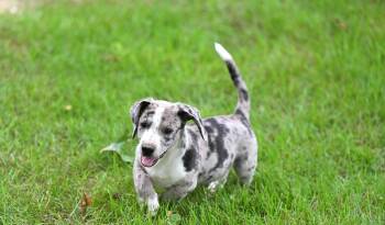 Dapple Dan -  Dachshund and Terrier Dog for Adoption in Falmouth, Maine - Dapple Dan | PetCurious