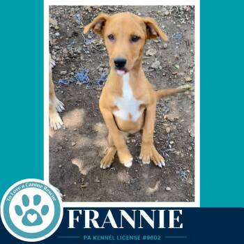 Frannie (F Troop) 082226 -  Labrador Retriever Dog for Adoption in Kimberton, Pennsylvania - Frannie (F Troop) 082226 | PetCurious