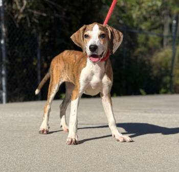 Rescue Beagle and Mixed Breed Dogs for Adoption in Kingsland, Georgia - Mountian Dew | PetCurious