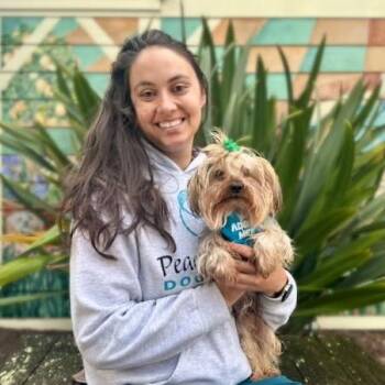 Mini Cooper -  Yorkshire Terrier Dog for Adoption in Pacific Grove, California - Mini Cooper | PetCurious