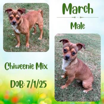 March -  Chiweenie Dog for Adoption in Caldwell, Texas - March | PetCurious