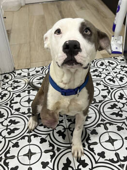 Rescue Pit Bull Terrier Dogs for Adoption in Brewster, New York - Sable | PetCurious