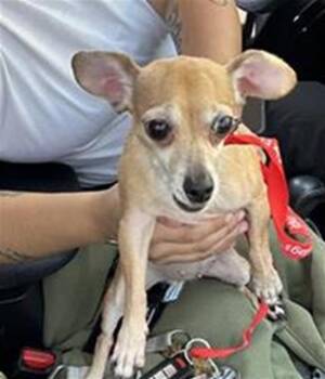 LADY BIRD -  Chihuahua Dog for Adoption in San Antonio, Texas - LADY BIRD | PetCurious