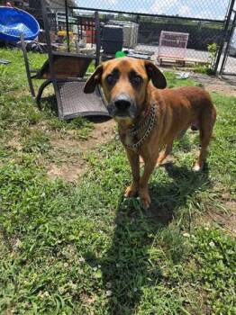 Simper -  Mixed Breed Dog for Adoption in Sevierville, Tennessee - Simper | PetCurious