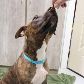 Mikey -  Mixed Breed Dog for Adoption in Saint Charles, Missouri - Mikey | PetCurious