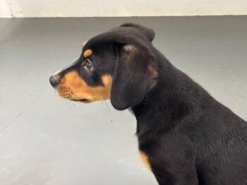 Michael -  Mixed Breed Dog for Adoption in Hawk Point, Missouri - Michael | PetCurious