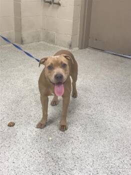 A432099 -  Pit Bull Terrier Dog for Adoption in Conroe, Texas - A432099 | PetCurious