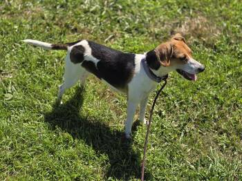 June Bug -  Beagle and Feist Dog for Adoption in Maynardville, Tennessee - June Bug | PetCurious