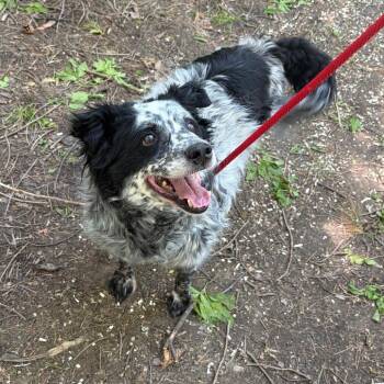 Elmer -  Australian Shepherd Dog for Adoption in Walker, Michigan - Elmer | PetCurious
