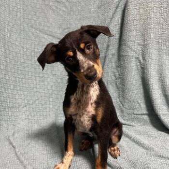 Zuchinni -  Mixed Breed Dog for Adoption in West Chester, Pennsylvania - Zuchinni | PetCurious