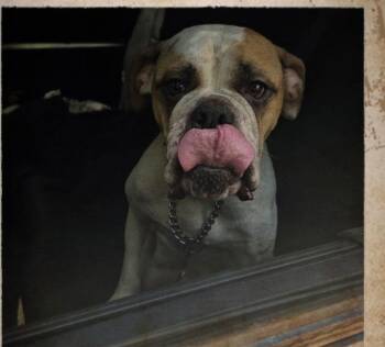 Launie -  English Bulldog and American Bulldog Dog for Adoption in Wanaque, New Jersey - Launie | PetCurious