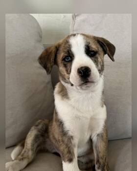 Hazel -  Australian Shepherd and Poodle Dog for Adoption - Hazel | PetCurious